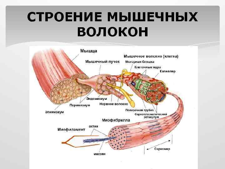 СТРОЕНИЕ МЫШЕЧНЫХ ВОЛОКОН 