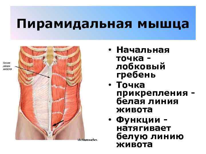 Пирамидальная мышца • Начальная точка - лобковый гребень • Точка прикрепления - белая линия