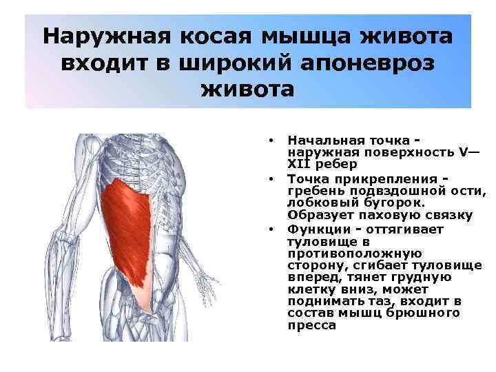 Наружная косая мышца живота входит в широкий апоневроз живота • • • Начальная точка