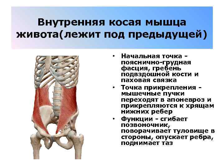 Внутренняя косая мышца живота(лежит под предыдущей) • Начальная точка - пояснично-грудная фасция, гребень подвздошной