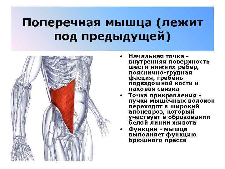 Поперечная мышца (лежит под предыдущей) • • • Начальная точка - внутренняя поверхность шести