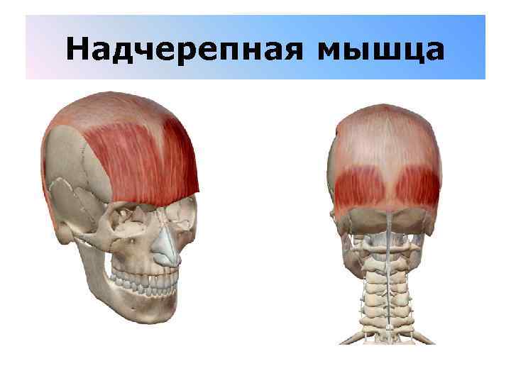 Надчерепная мышца 
