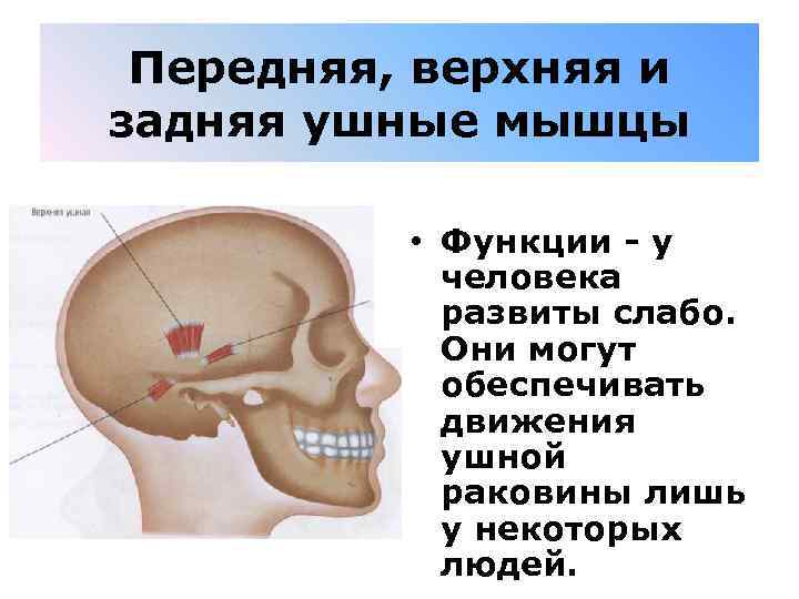 Передняя, верхняя и задняя ушные мышцы • Функции - у человека развиты слабо. Они
