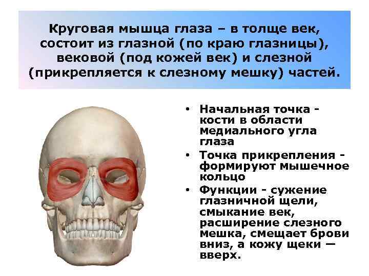 Круговая мышца глаза – в толще век, состоит из глазной (по краю глазницы), вековой