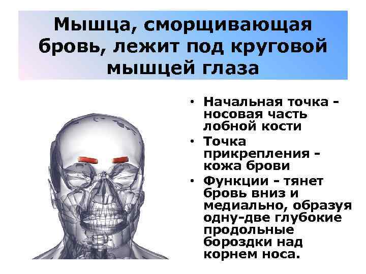 Мышца, сморщивающая бровь, лежит под круговой мышцей глаза • Начальная точка - носовая часть