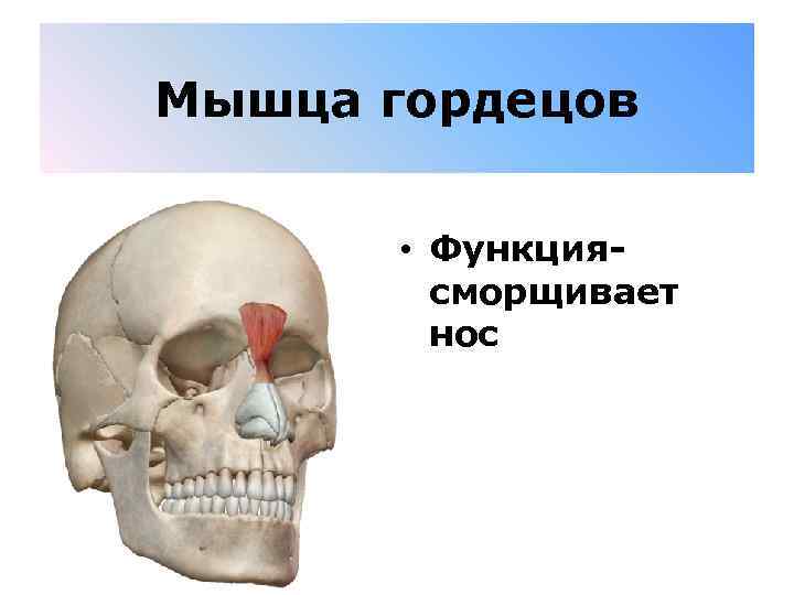 Мышца гордецов • Функция- сморщивает нос 