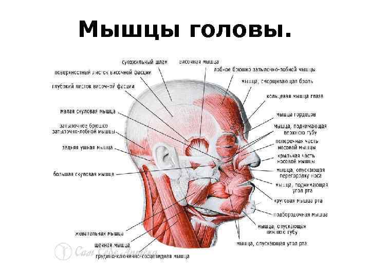 Мышцы головы. 