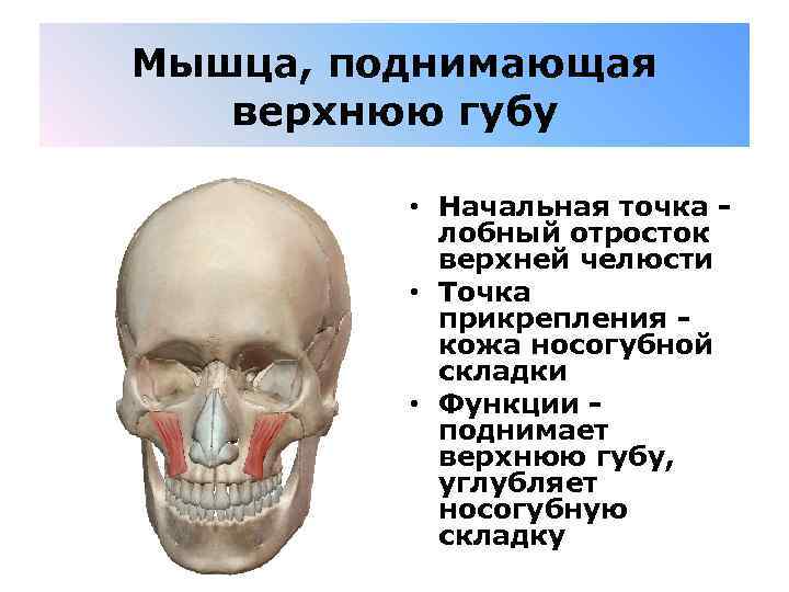 Мышца, поднимающая верхнюю губу • Начальная точка - лобный отросток верхней челюсти • Точка