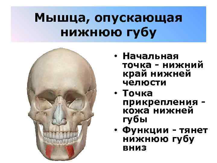 Мышца, опускающая нижнюю губу • Начальная точка - нижний край нижней челюсти • Точка