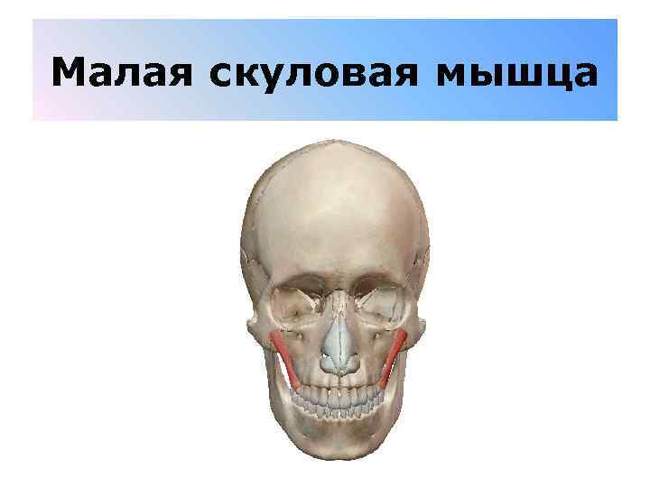 Малая скуловая мышца 