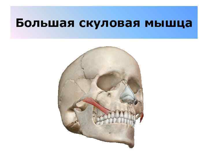 Большая скуловая мышца 