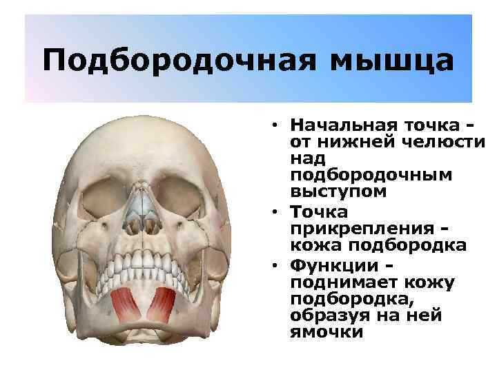 Подбородочная мышца • Начальная точка - от нижней челюсти над подбородочным выступом • Точка