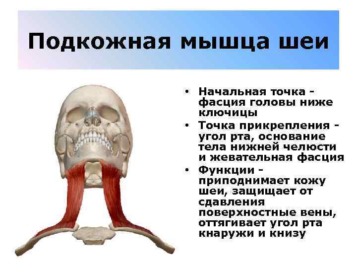 Подкожная мышца шеи • Начальная точка - фасция головы ниже ключицы • Точка прикрепления
