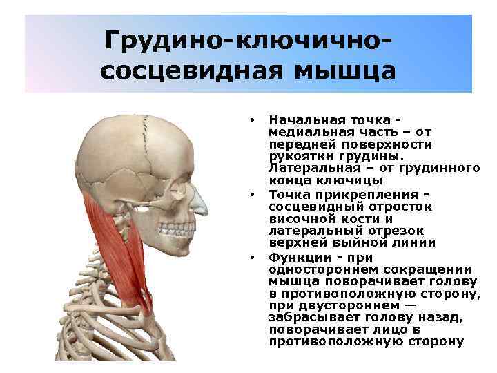 Грудино-ключичнососцевидная мышца • • • Начальная точка - медиальная часть – от передней поверхности
