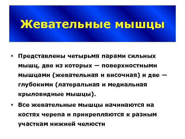 Жевательные мышцы • Представлены четырьмя парами сильных мышц, две из которых — поверхностными мышцами