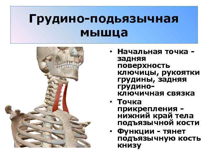 Грудино-подьязычная мышца • Начальная точка - задняя поверхность ключицы, рукоятки грудины, задняя грудиноключичная связка