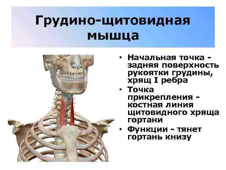 Грудино-щитовидная мышца • Начальная точка - задняя поверхность рукоятки грудины, хрящ I ребра •