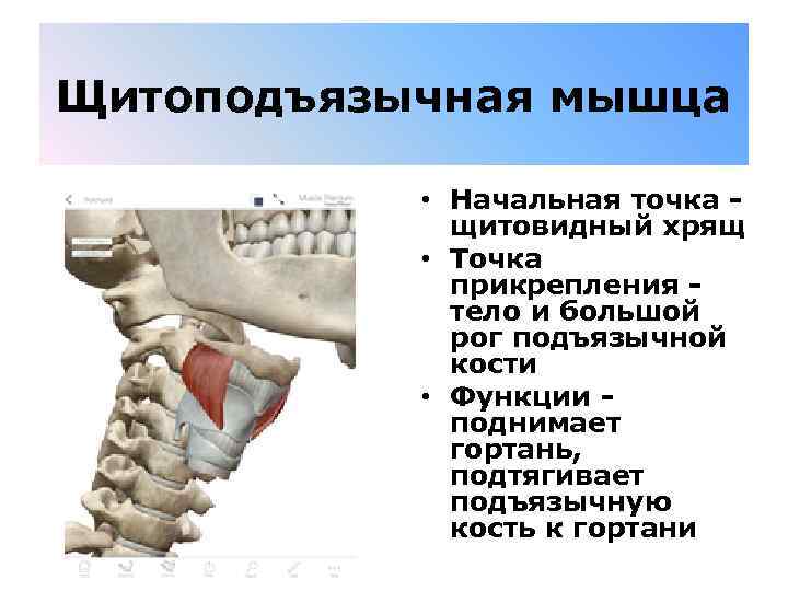 Щитоподъязычная мышца • Начальная точка - щитовидный хрящ • Точка прикрепления - тело и