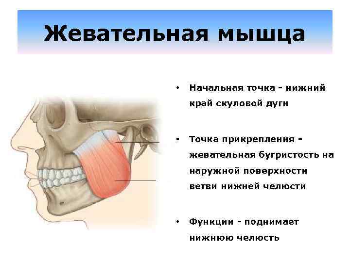 Жевательная мышца • Начальная точка - нижний край скуловой дуги • Точка прикрепления -