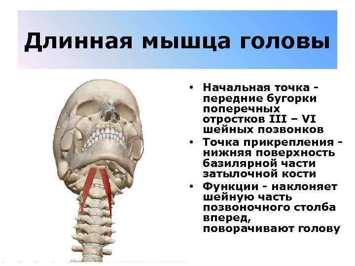 Длинная мышца головы • Начальная точка - передние бугорки поперечных отростков III – VI