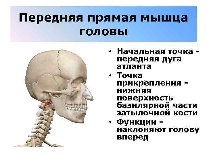 Передняя прямая мышца головы • Начальная точка - передняя дуга атланта • Точка прикрепления