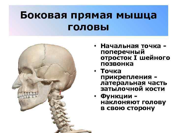 Боковая прямая мышца головы • Начальная точка - поперечный отросток I шейного позвонка •