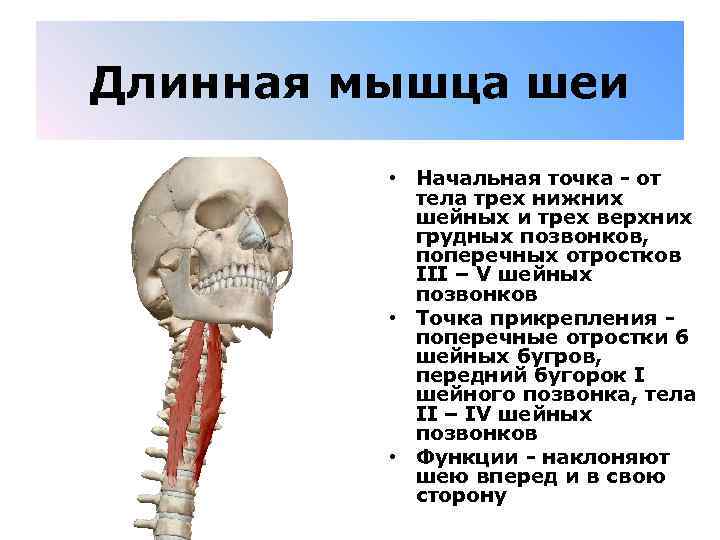 Длинная мышца шеи • Начальная точка - от тела трех нижних шейных и трех