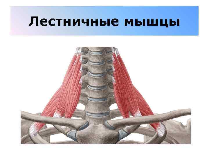 Лестничные мышцы 
