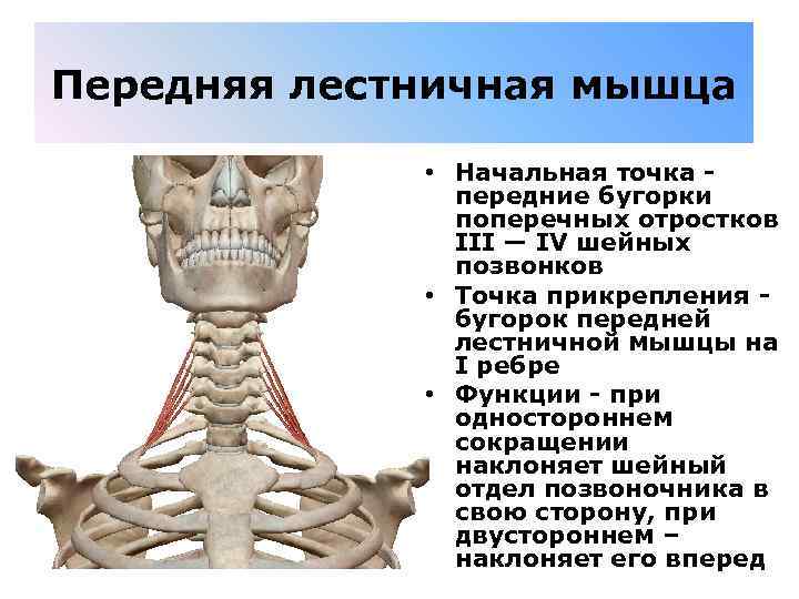 Передняя лестничная мышца • Начальная точка - передние бугорки поперечных отростков III — IV