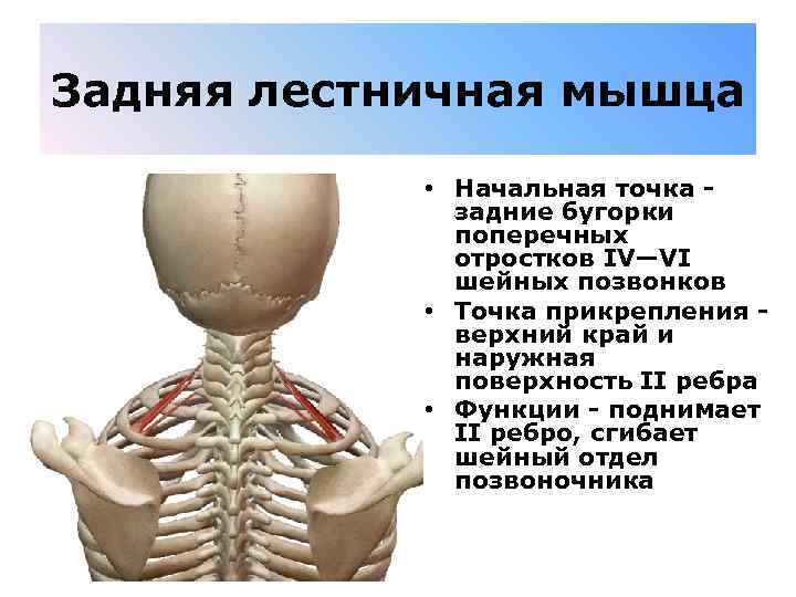 Задняя лестничная мышца • Начальная точка - задние бугорки поперечных отростков IV—VI шейных позвонков