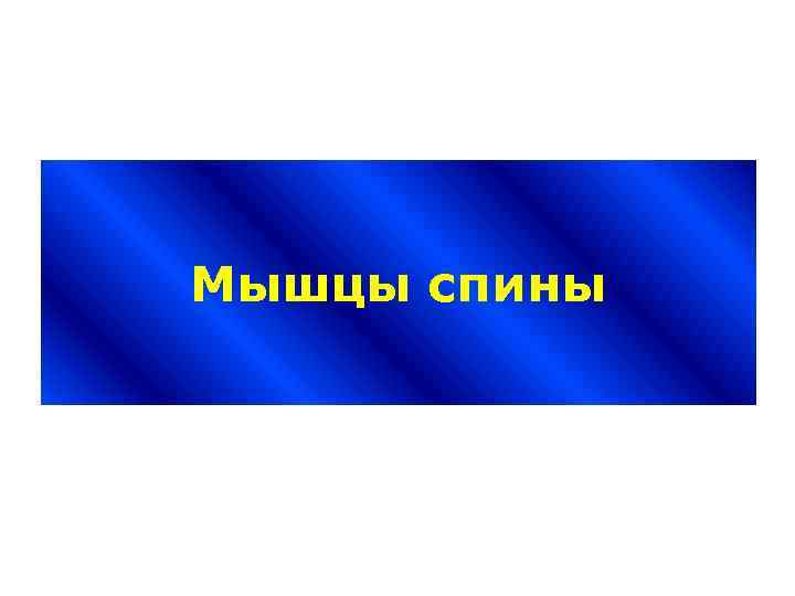 Мышцы спины 