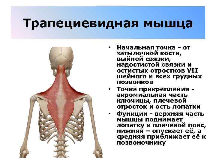 Трапециевидная мышца • Начальная точка - от затылочной кости, выйной связки, надостистой связки и