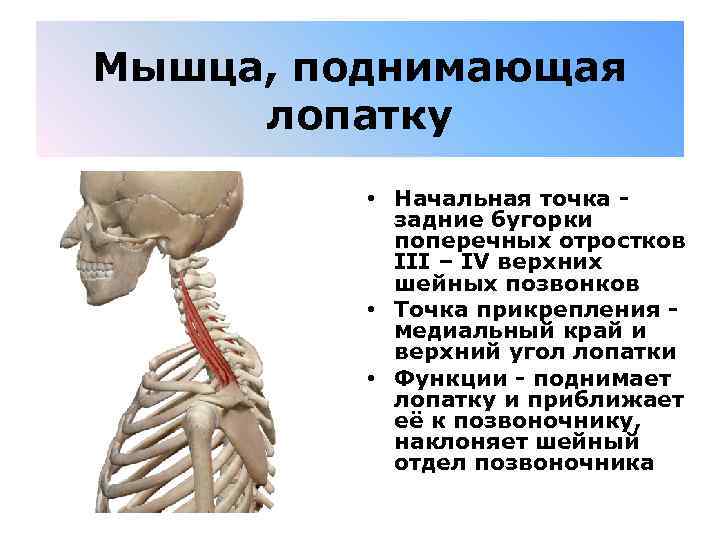 Мышца, поднимающая лопатку • Начальная точка - задние бугорки поперечных отростков III – IV