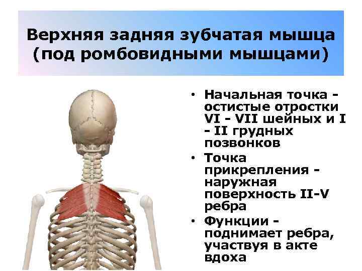 Верхняя задняя зубчатая мышца (под ромбовидными мышцами) • Начальная точка - остистые отростки VI