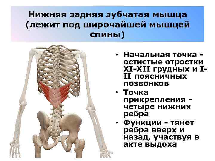 Нижняя задняя зубчатая мышца (лежит под широчайшей мышцей спины) • Начальная точка - остистые