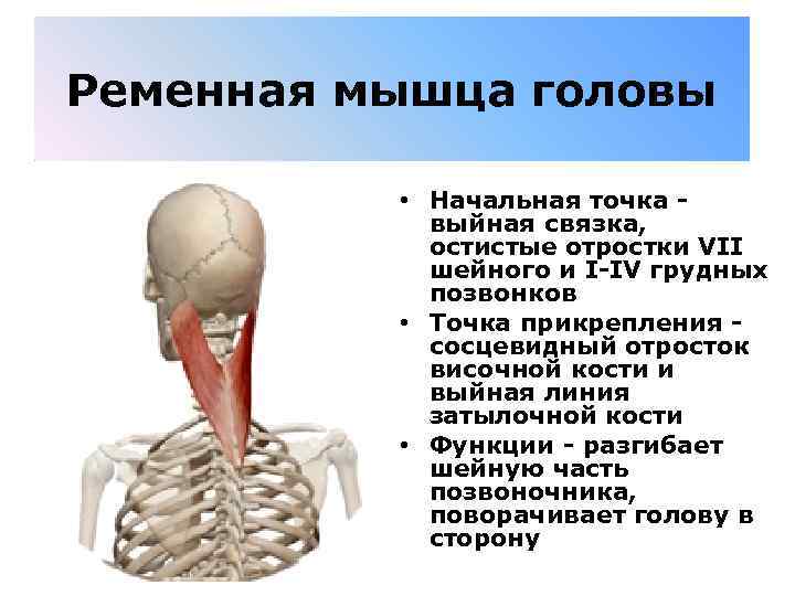 Ременная мышца головы • Начальная точка - выйная связка, остистые отростки VII шейного и