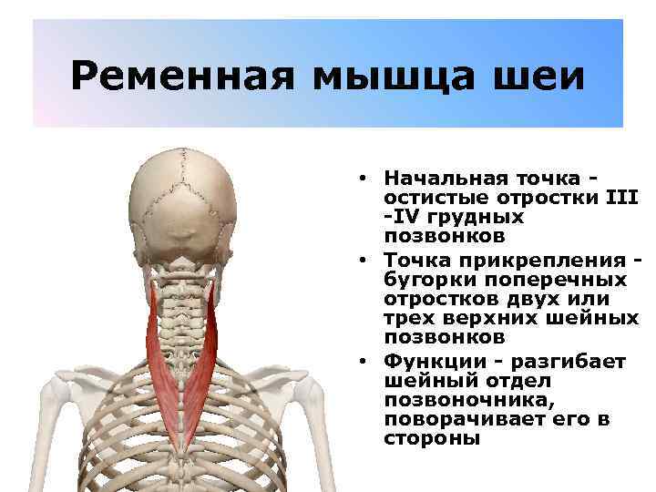 Ременная мышца шеи • Начальная точка - остистые отростки III -IV грудных позвонков •