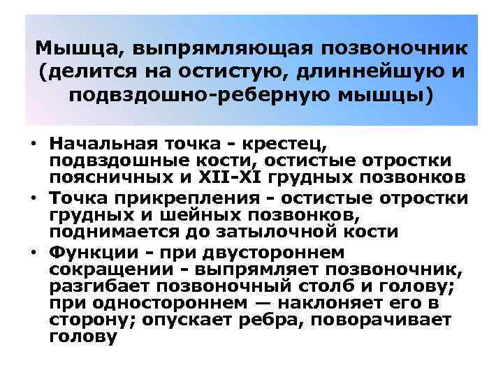 Мышца, выпрямляющая позвоночник (делится на остистую, длиннейшую и подвздошно-реберную мышцы) • Начальная точка -
