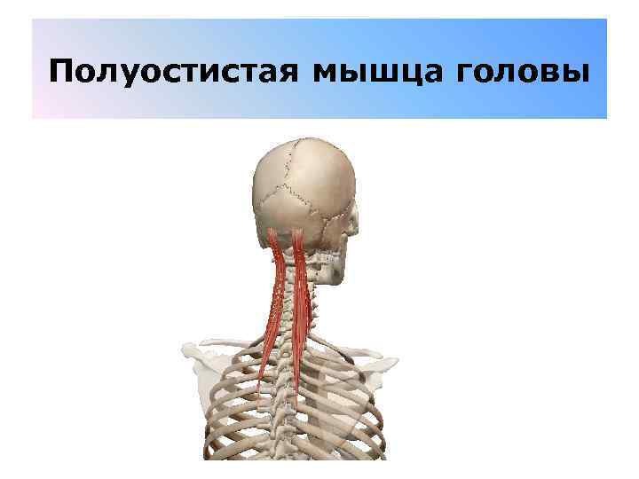 Полуостистая мышца головы 