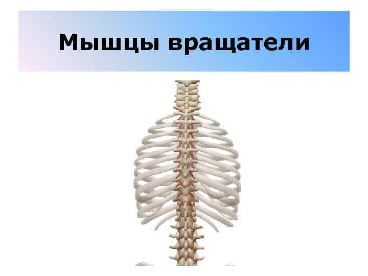 Мышцы вращатели 