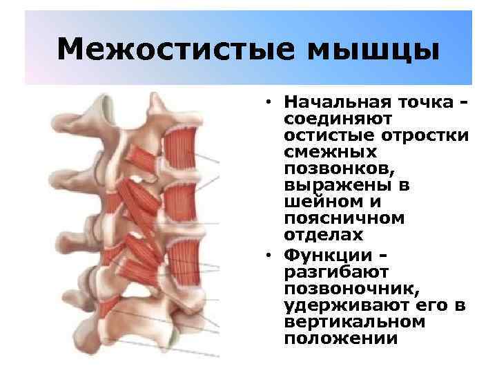 Межостистые мышцы • Начальная точка - соединяют остистые отростки смежных позвонков, выражены в шейном