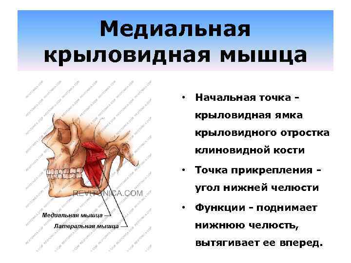 Медиальная крыловидная мышца • Начальная точка - крыловидная ямка крыловидного отростка клиновидной кости •