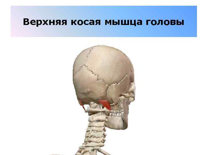 Верхняя косая мышца головы 