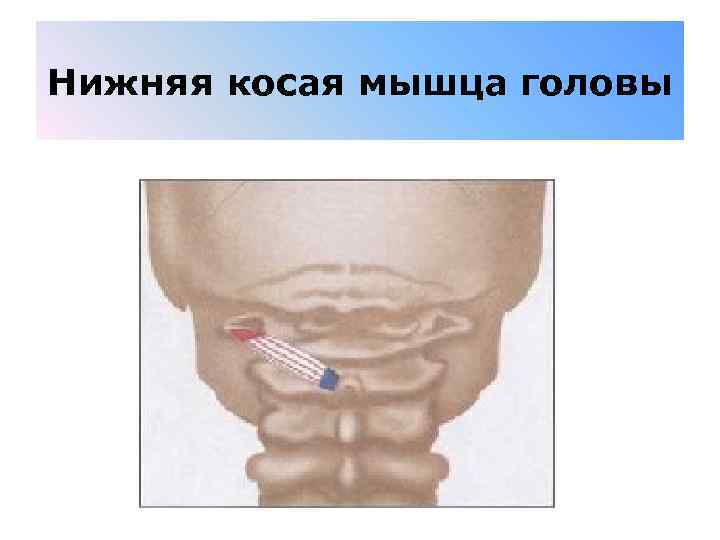 Нижняя косая мышца головы 