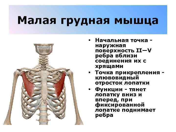 Малая грудная мышца • Начальная точка - наружная поверхность II—V ребра вблизи соединения их