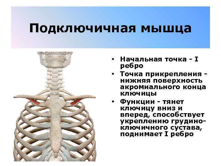 Подключичная мышца • Начальная точка - I ребро • Точка прикрепления - нижняя поверхность
