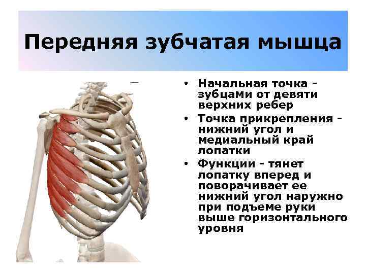 Передняя зубчатая мышца • Начальная точка - зубцами от девяти верхних ребер • Точка