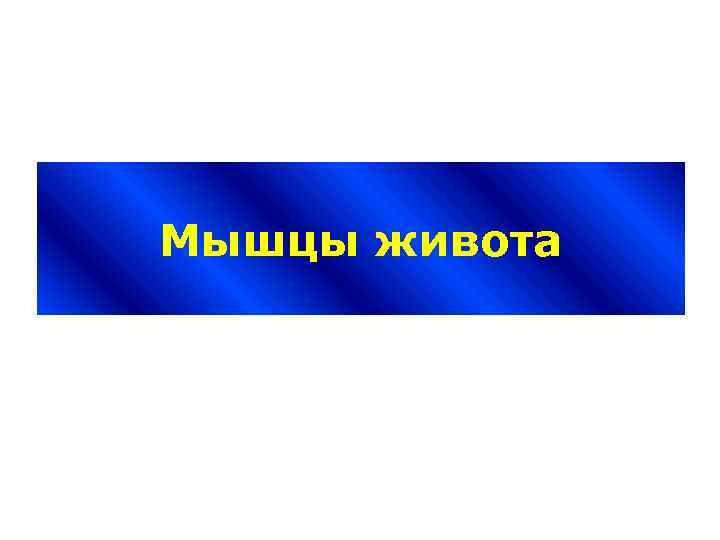 Мышцы живота 