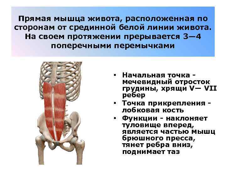 Прямая мышца живота, расположенная по сторонам от срединной белой линии живота. На своем протяжении