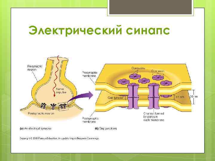 Электрический синапс